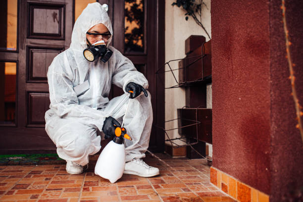 Attic and Crawl Space Rodent Treatment in Kaneohe