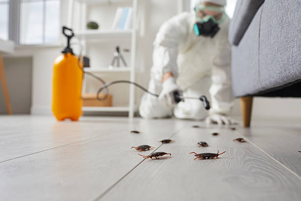 Commercial Rodent Management in Kaneohe